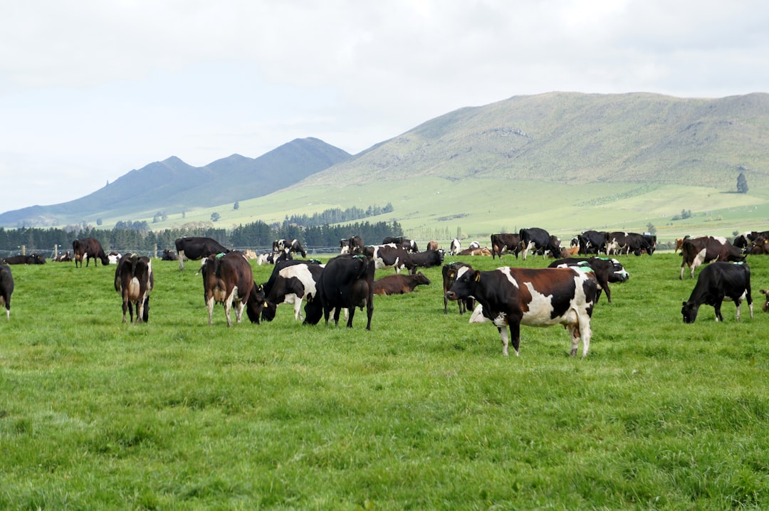 New Zealand: The Export Champion (Image Credits: Unsplash)