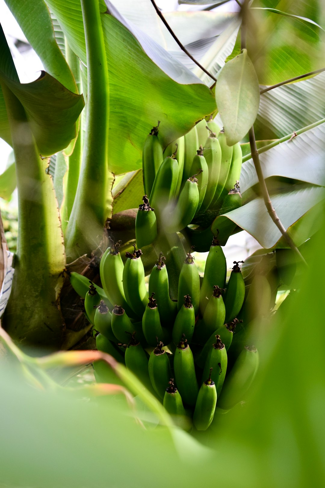 Why Bananas Are Sitting Ducks (image credits: unsplash)