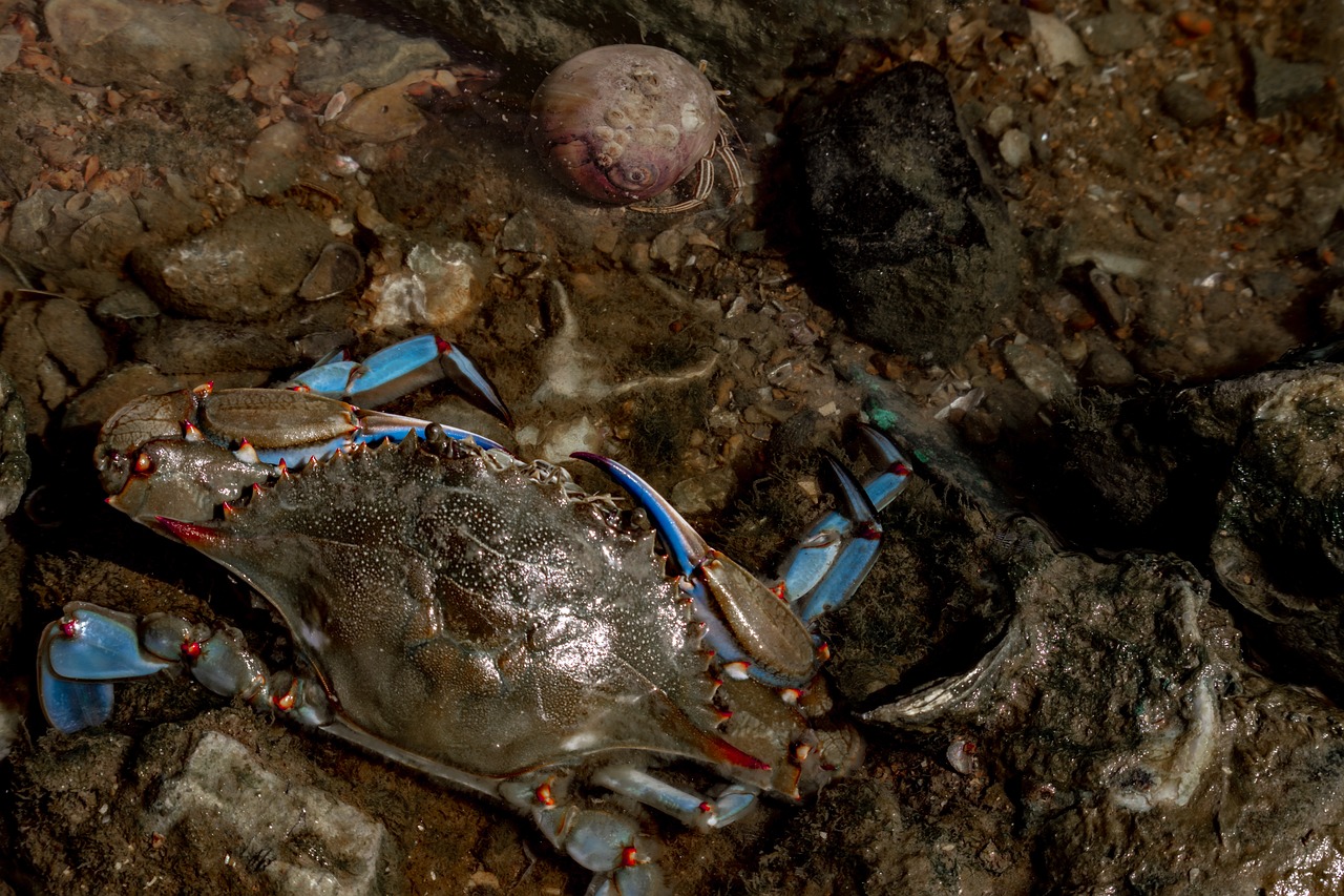 Crabs: Nutritious and Versatile (image credits: pixabay)