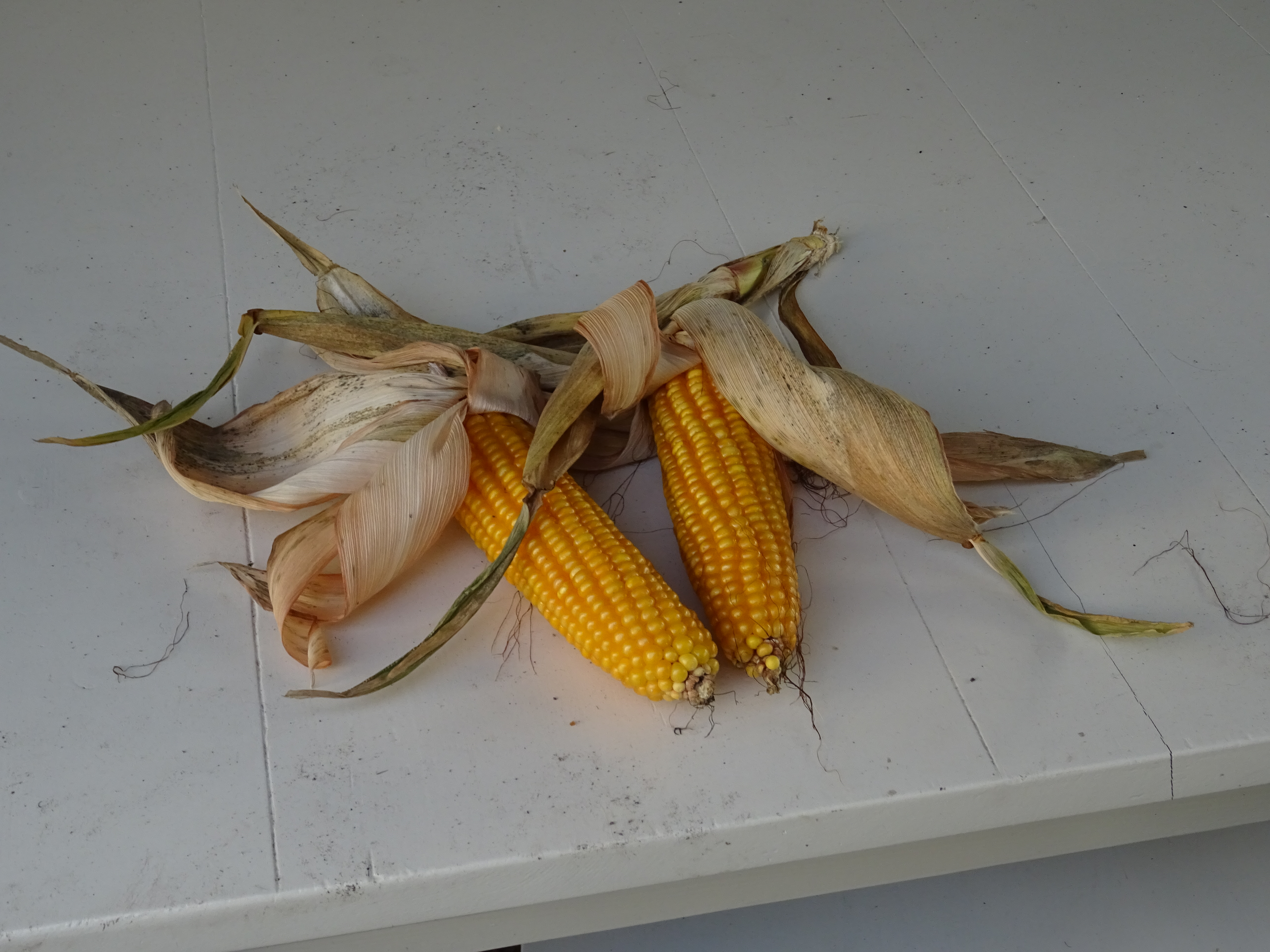 Rushing the Husking Process at the Store (image credits: By NeoMeesje, CC BY-SA 4.0, https://commons.wikimedia.org/w/index.php?curid=94752357)