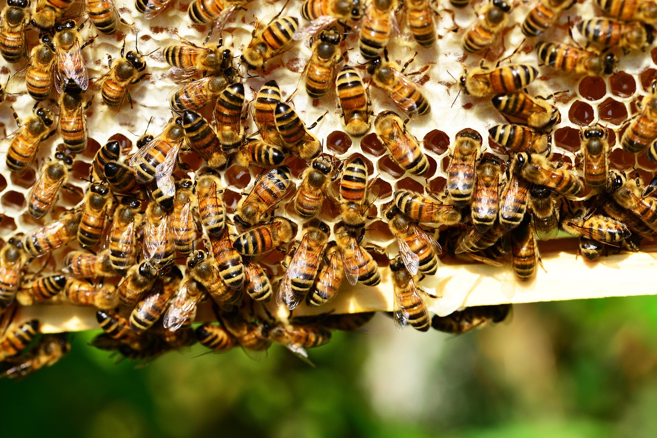 Environmental Impact (image credits: pixabay)