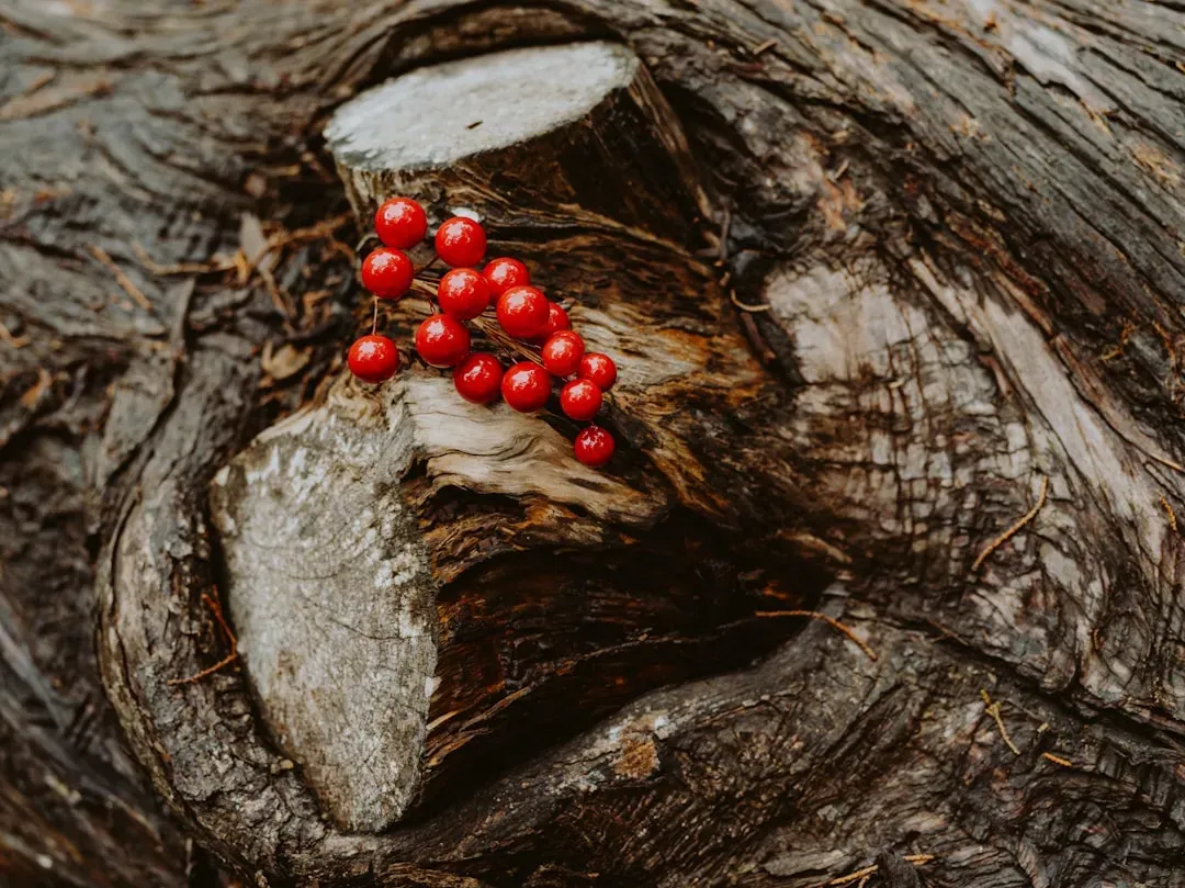 What the "Forbidden Fruit Effect" Actually Means (Image Credits: Unsplash)