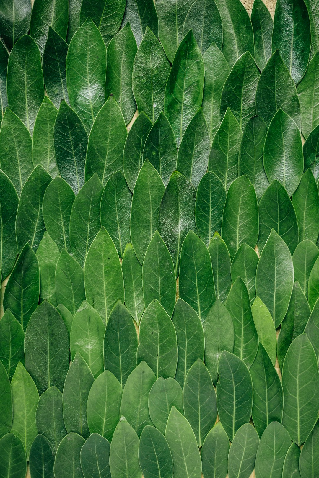 Plant-Based Revolution: A Shift in Eating Habits (image credits: unsplash)