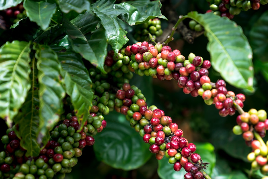 When Nature Fights Back Against Coffee (image credits: unsplash)