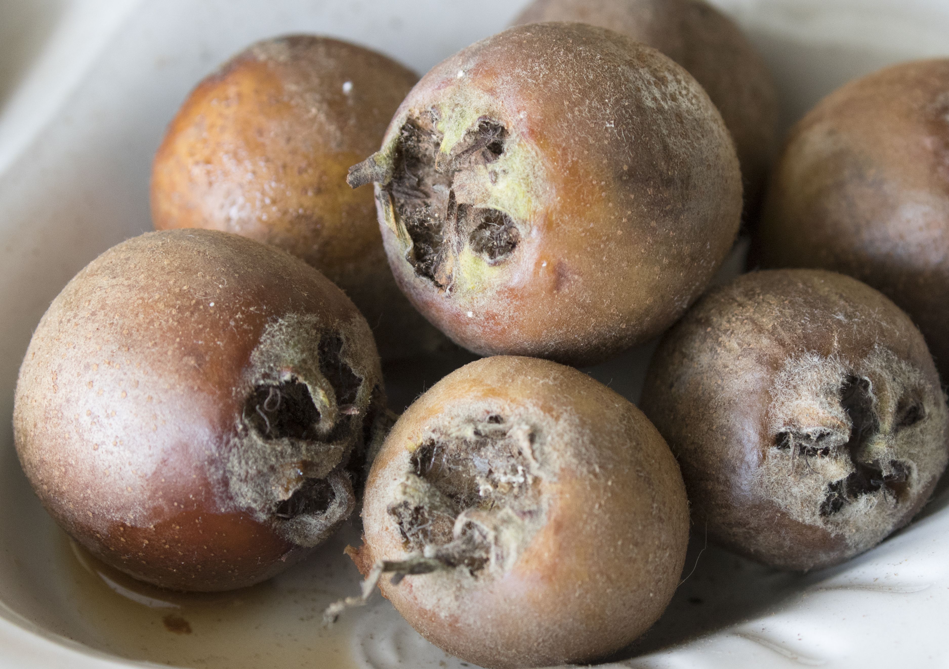 Medlar: The Medieval Fruit (image credits: wikimedia)