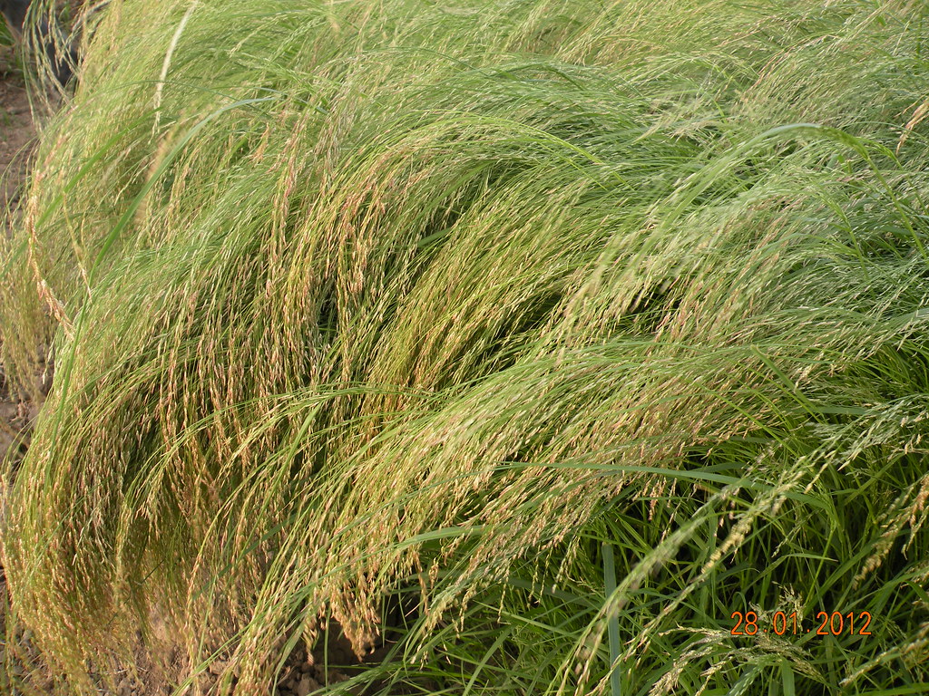 Teff: Ethiopia's Tiny Nutritional Giant (Image Credits: Flickr)