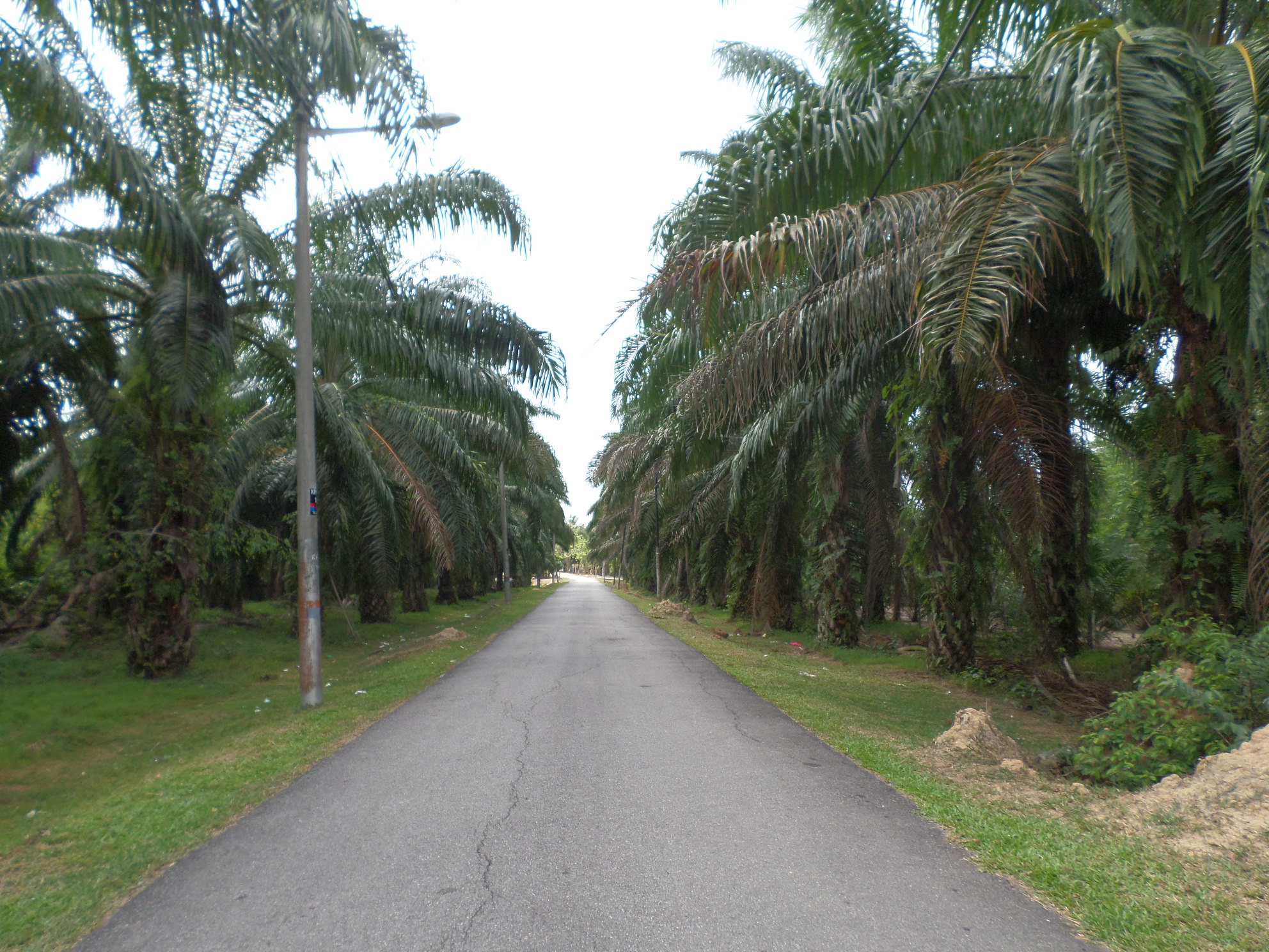 10. Palm Oil: The Environmental and Health Concerns (image credits: wikimedia)
