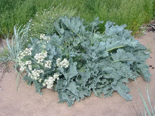 Sea Kale: The Coastal Delicacy That Couldn't Travel (Image Credits: Wikimedia)