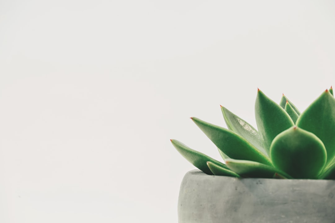 Show-Stopping Presentation with Plant-Based Ingredients (image credits: unsplash)