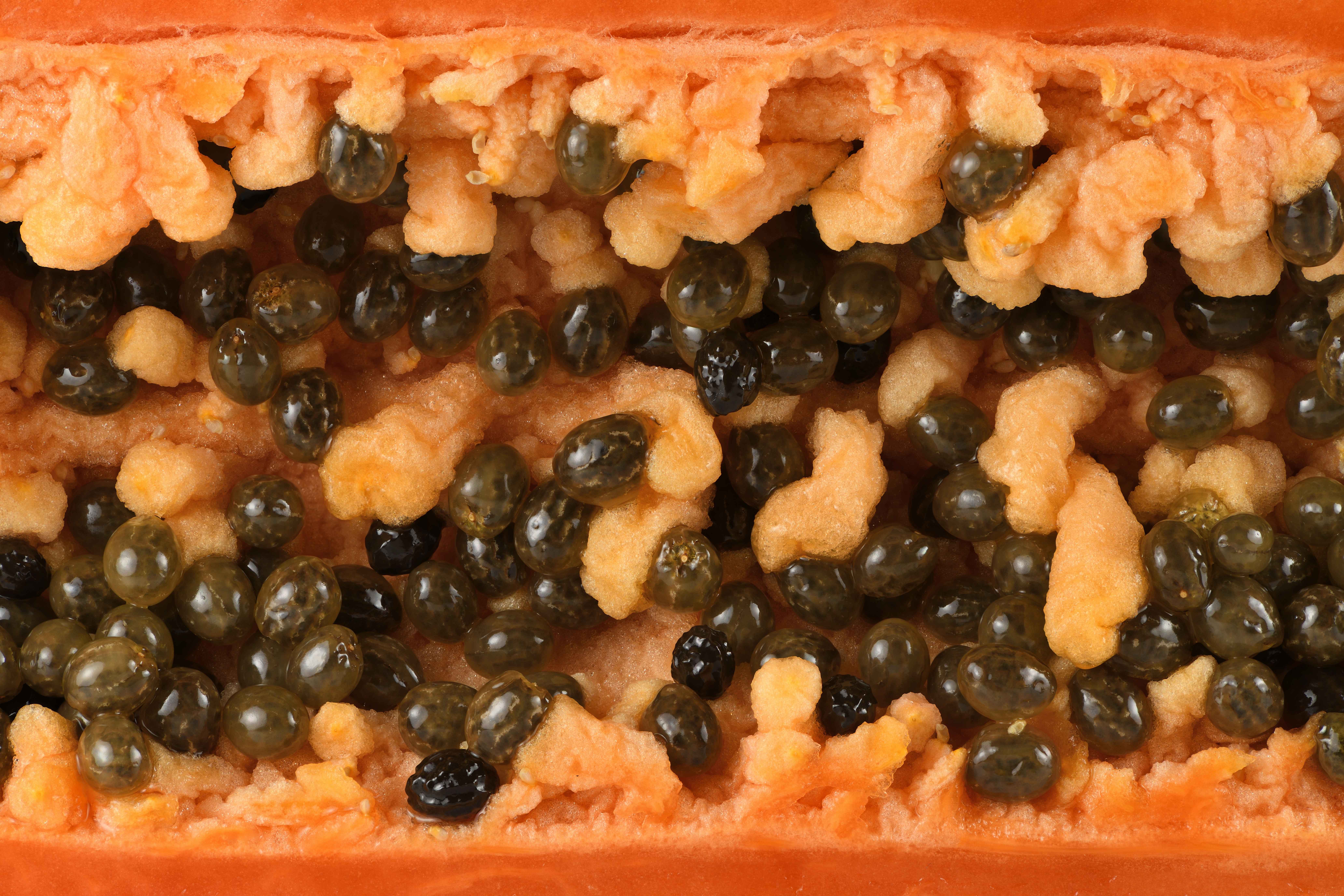 Embracing the Pawpaw Renaissance (image credits: wikimedia)