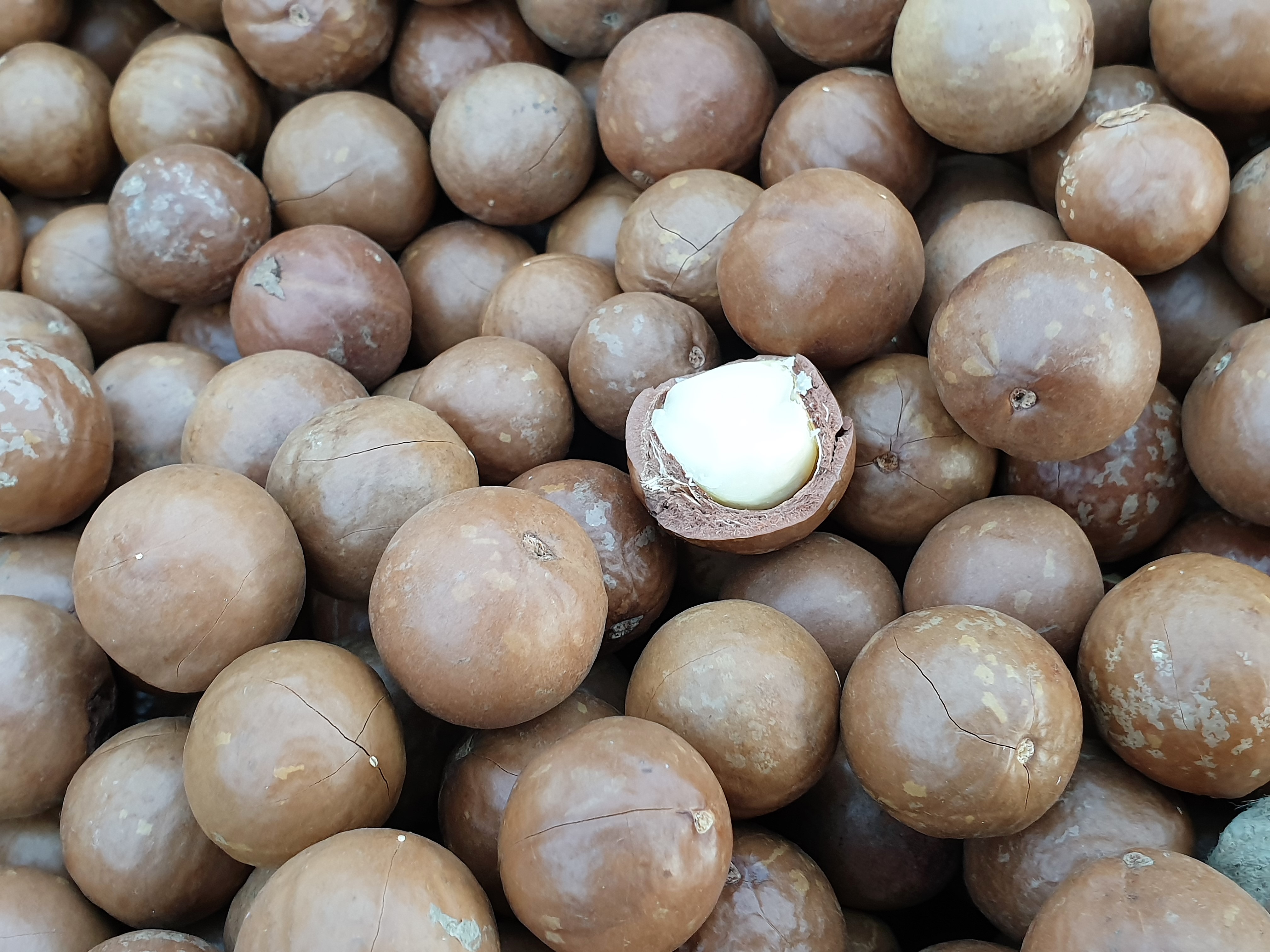 10. Macadamia Nuts (image credits: wikimedia)