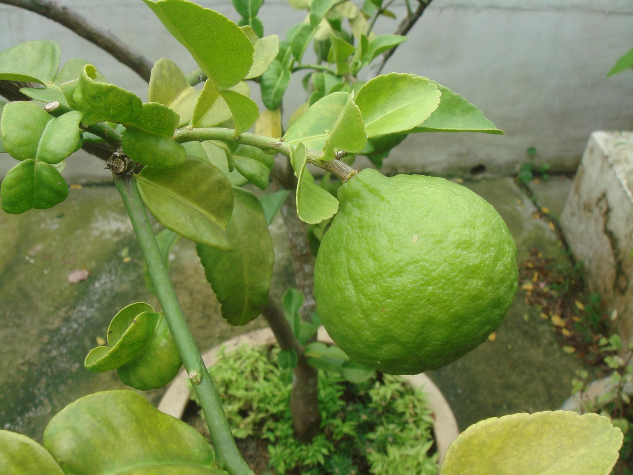 11. Kaffir Lime Leaves (image credits: pixabay)