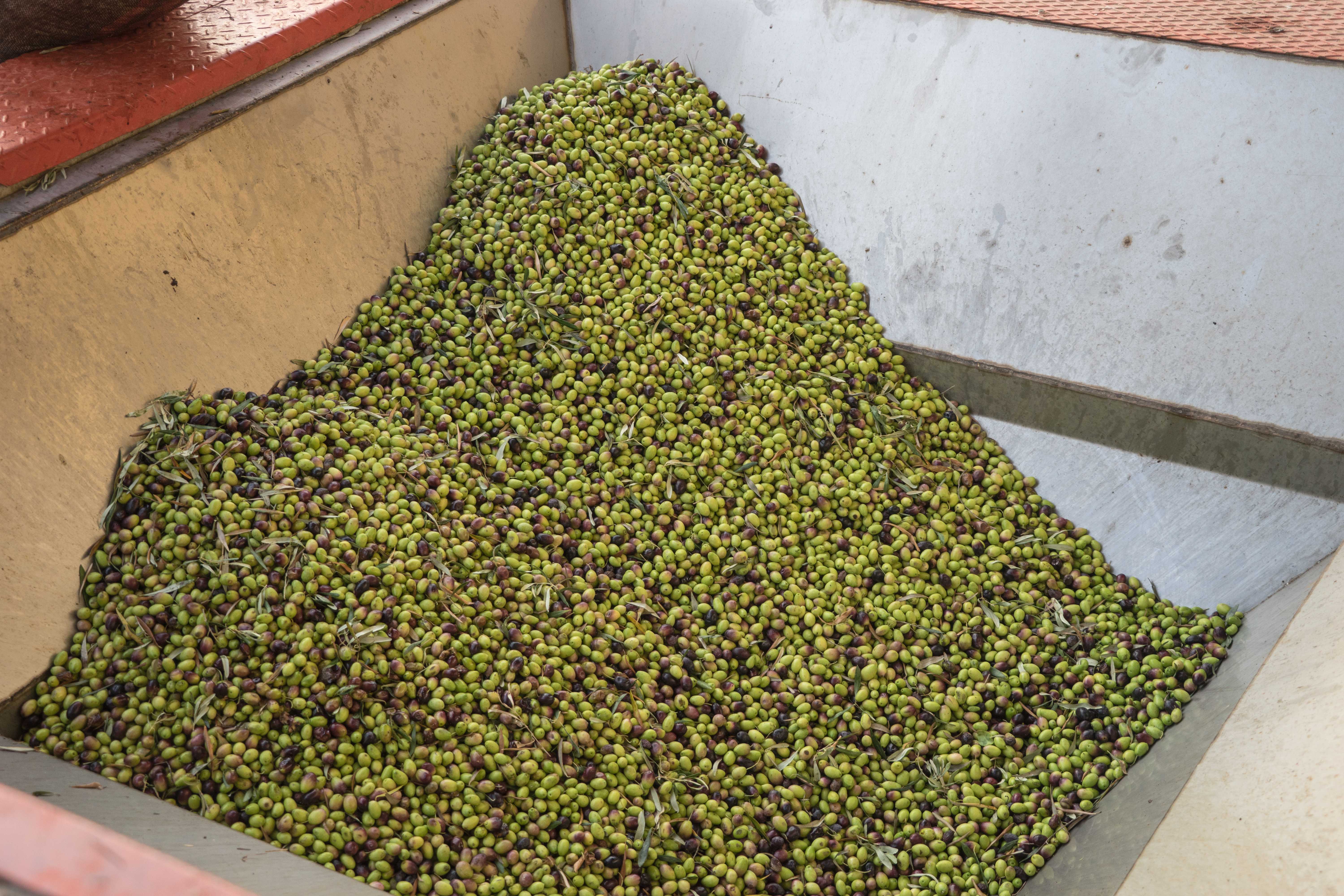 Not All Olive Oils Are Created Equal (image credits: wikimedia)