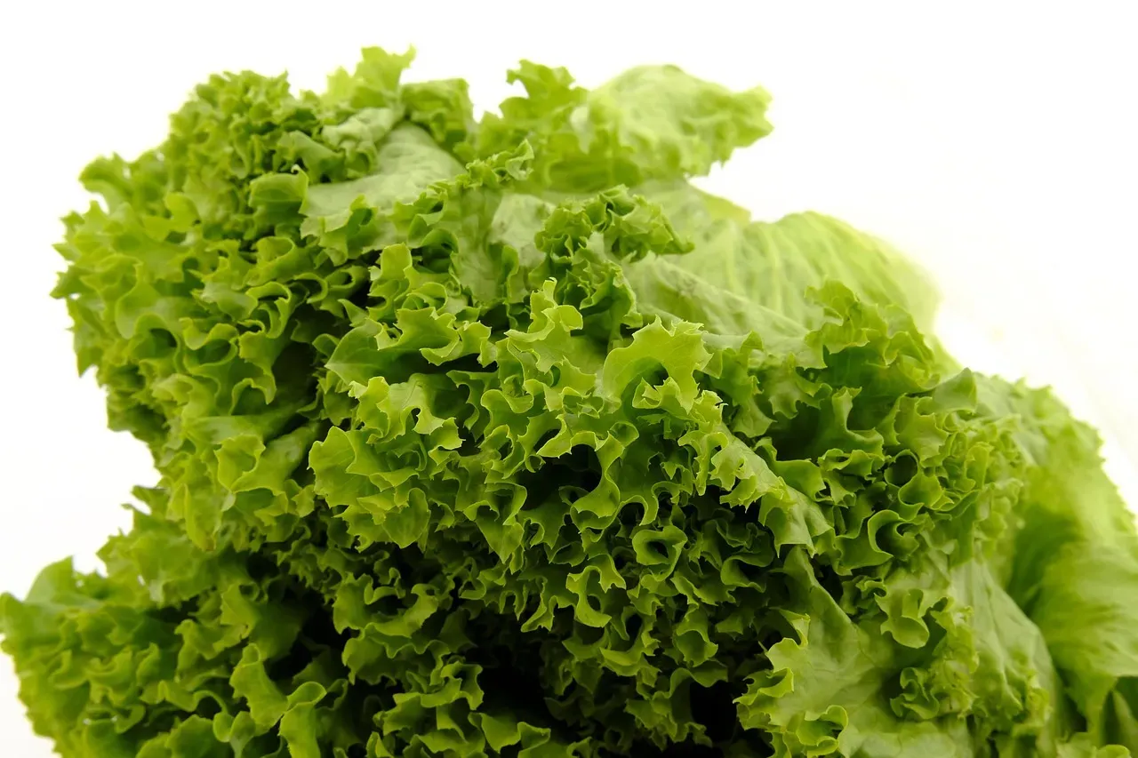 The Real Problem With Iceberg Lettuce (Image Credits: Pixabay)