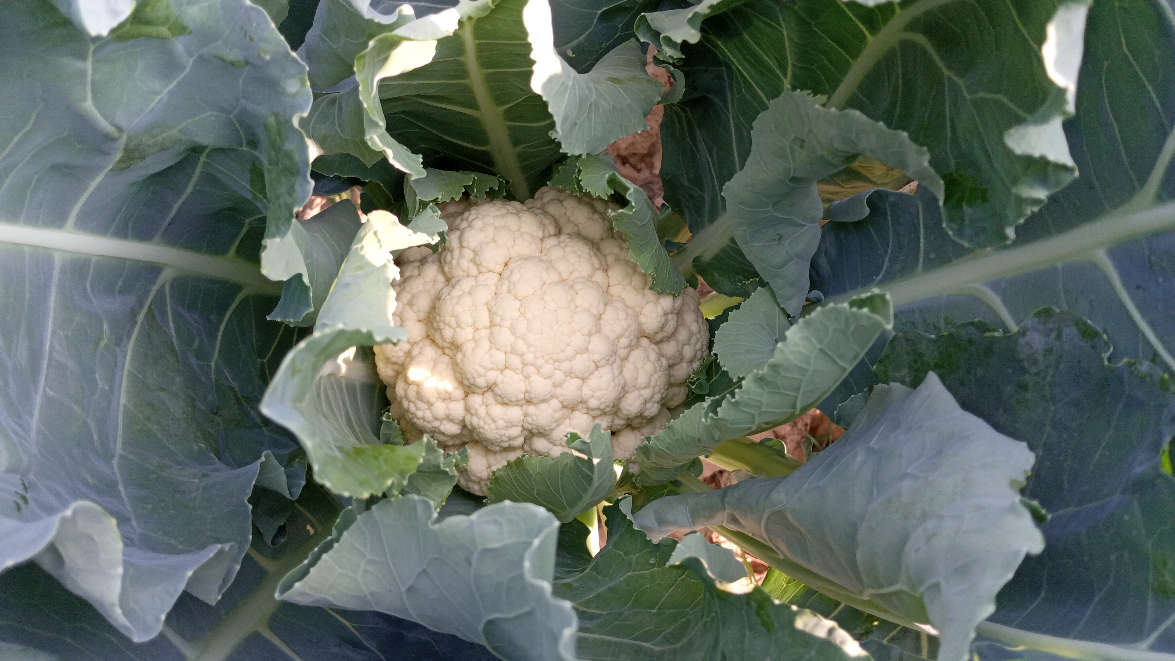 Cauliflower: The Chameleon of the Plant World (image credits: wikimedia)