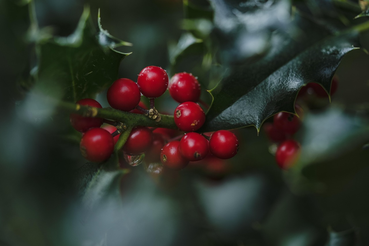 Berries with Seeds - Nature's Tiny Weapons (image credits: pixabay)