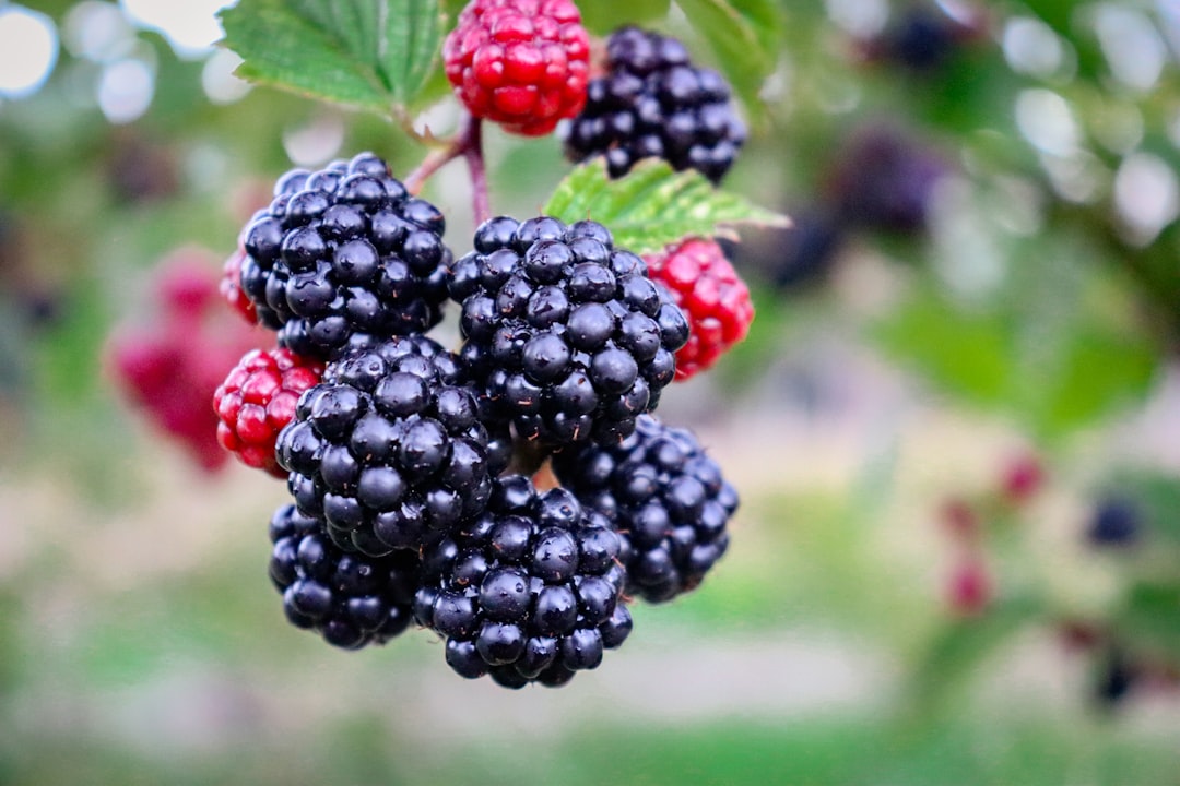 Blackberries: Nature’s Defense Mechanism (image credits: unsplash)