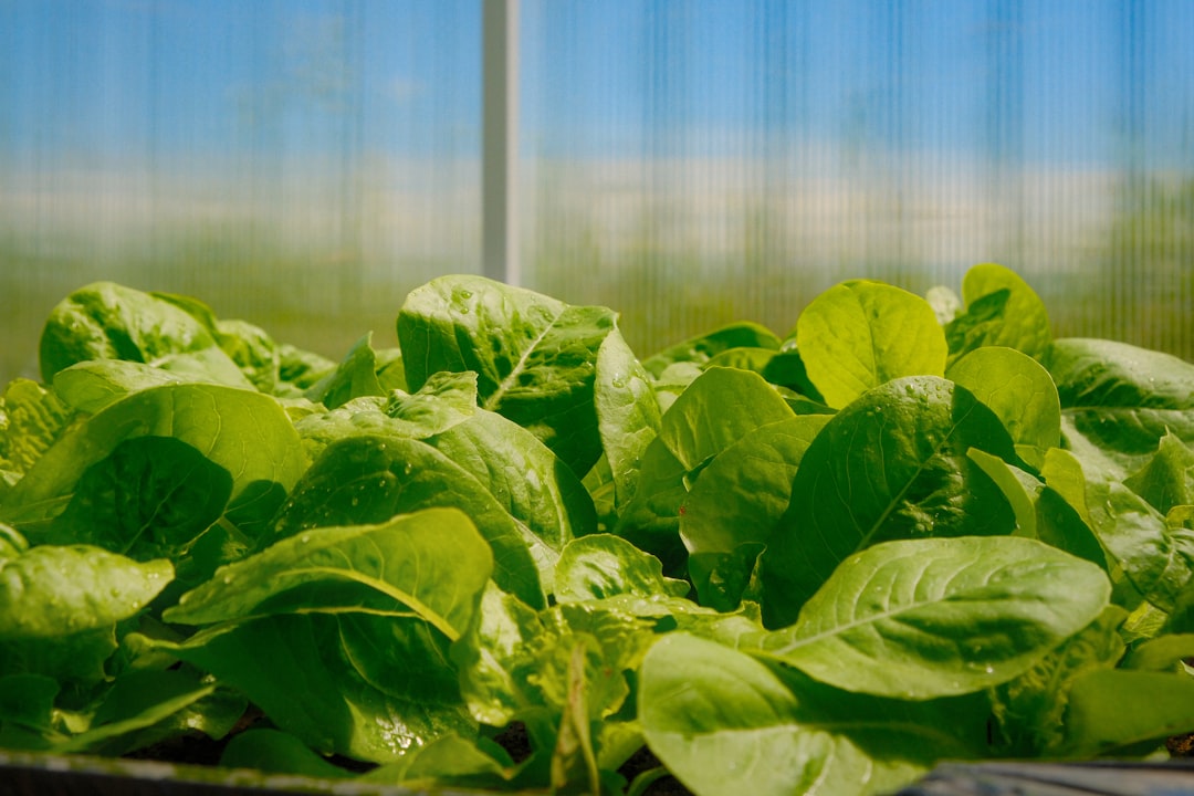 Lettuce: The Unsung Hydration Hero (image credits: unsplash)
