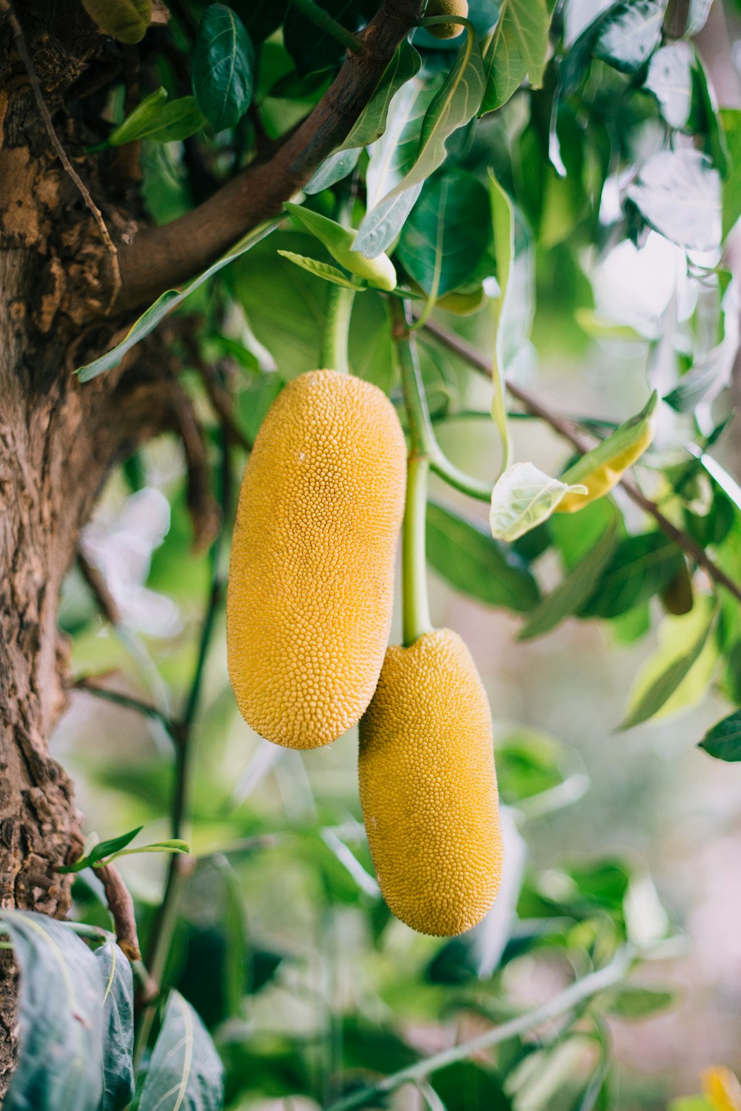 The Rise of Jackfruit in Vegan Cuisine (image credits: unsplash)
