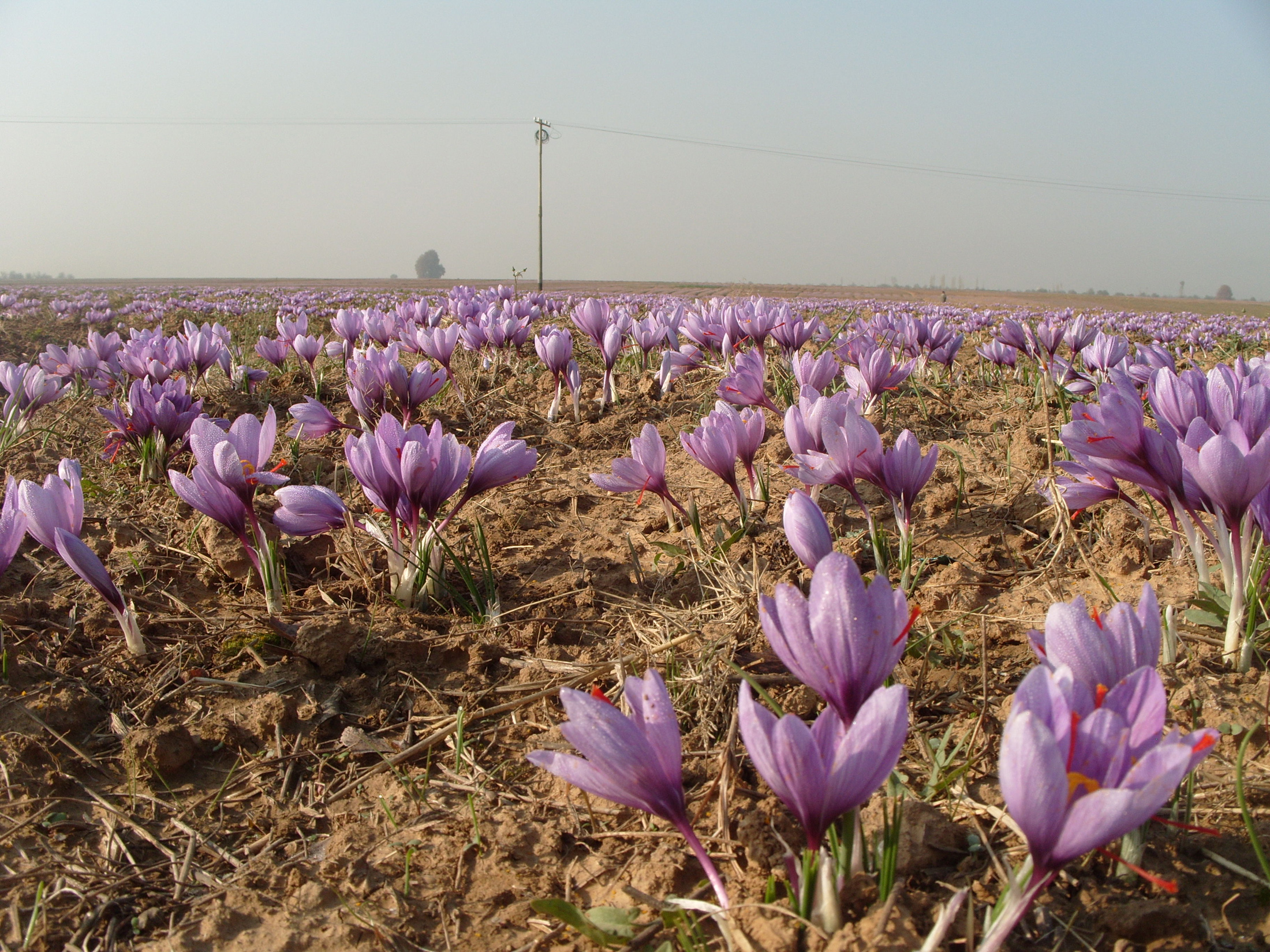 The Economics of Saffron Cultivation (image credits: wikimedia)