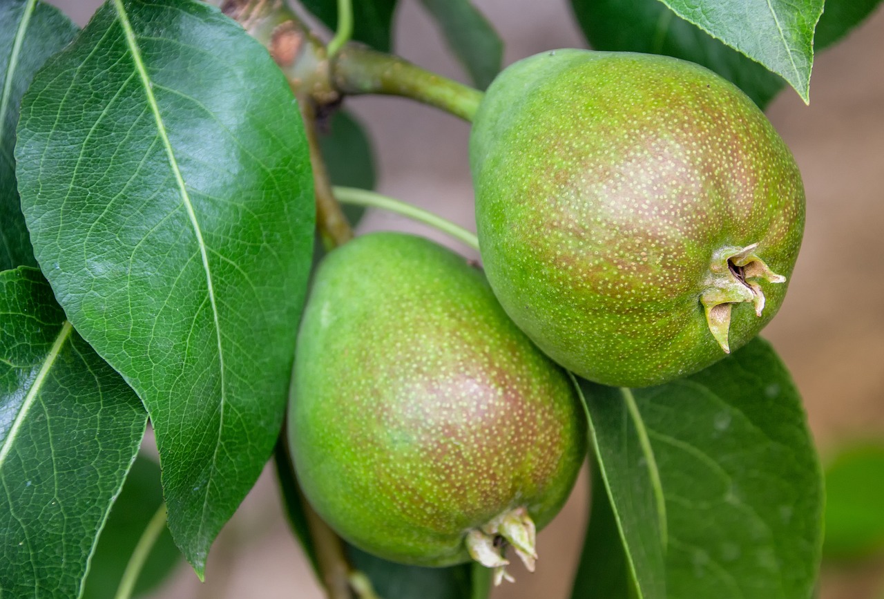 Pears: Slow-Digesting and High in Flavonoids (image credits: pixabay)