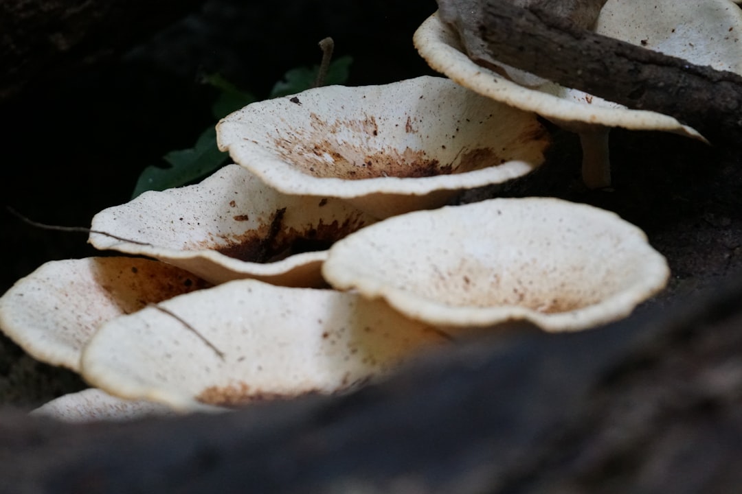 Mushrooms: The Great Washing Debate Finally Settled (image credits: unsplash)