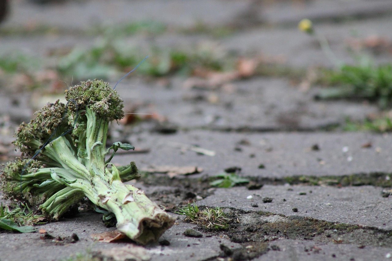 The Science Behind Why Some Foods Go Bad Faster Than Others (image credits: pixabay)