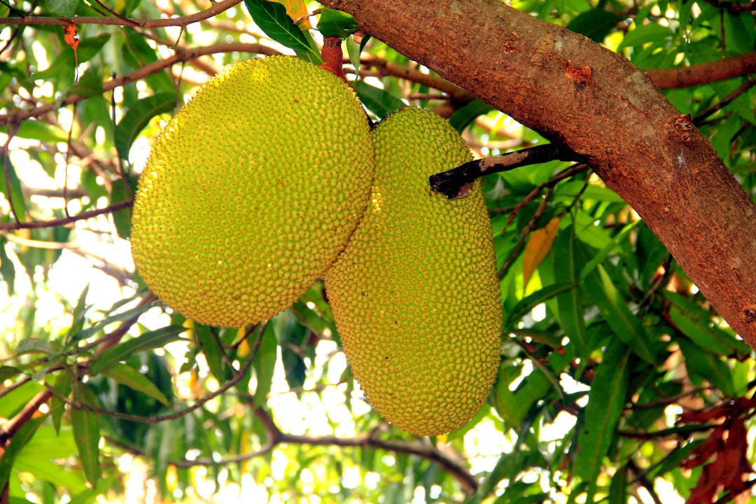 Jackfruit - The Giant Among Fruits (image credits: unsplash)