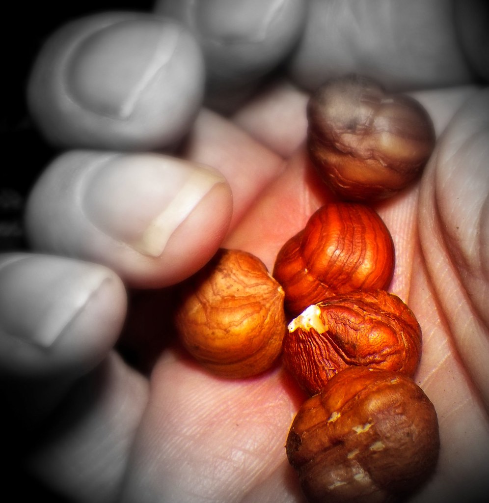 10. Hazelnuts - The Heart Helper with Hidden Potential (image credits: flickr)