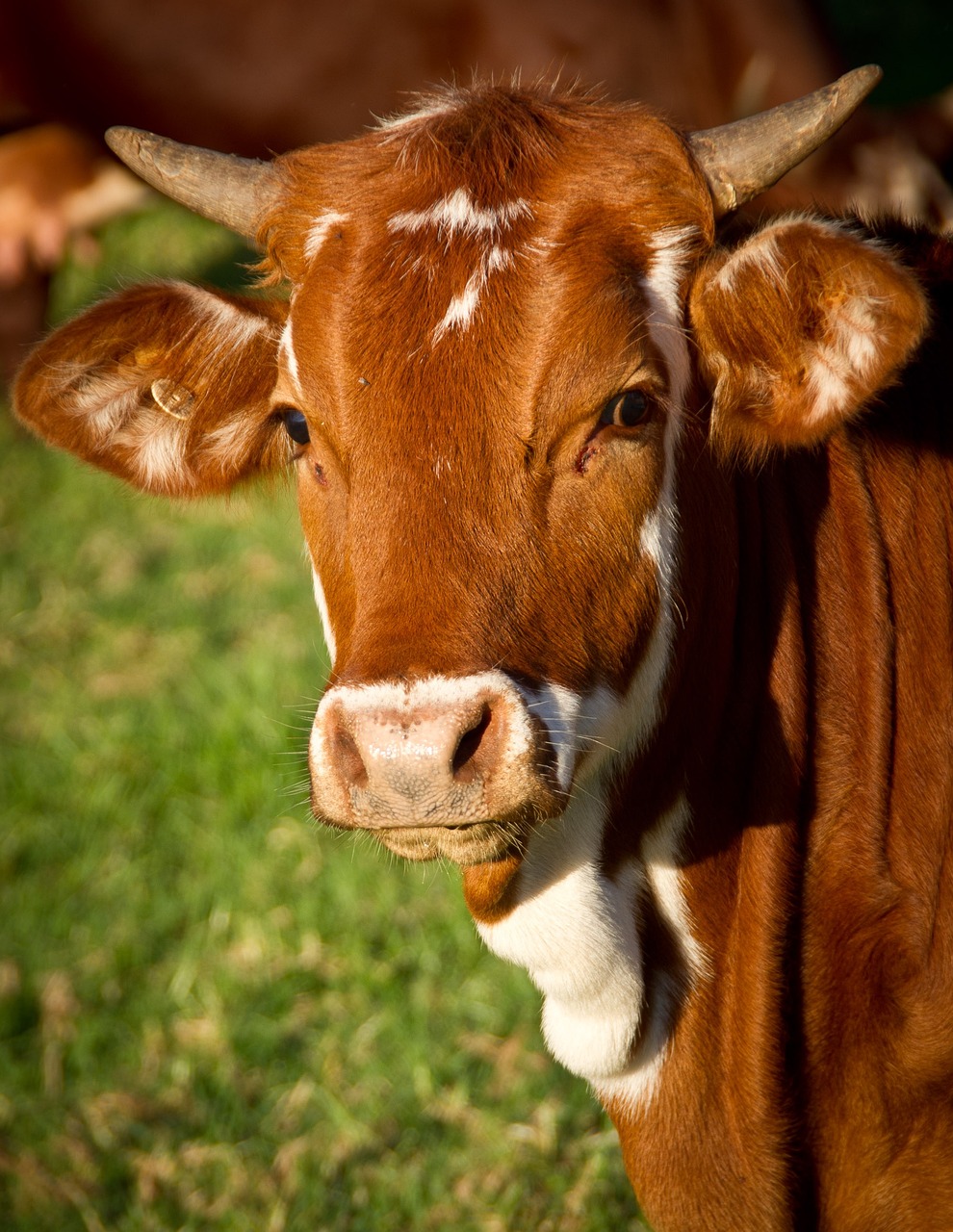 The Two-Year Journey from Pasture to Plate (image credits: pixabay)