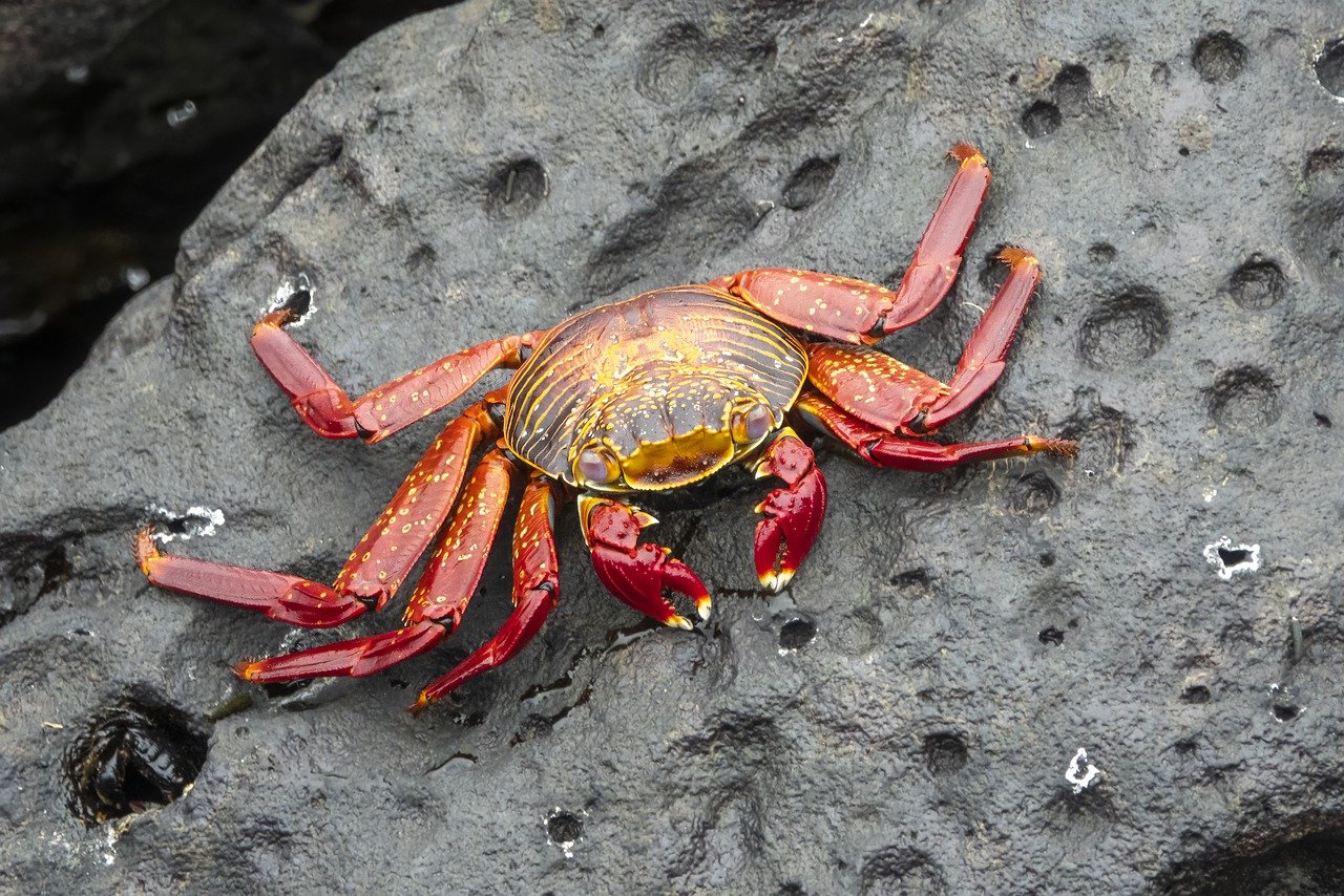 Soft-Shell Crab: The Nutrient-Dense Treat (image credits: pixabay)