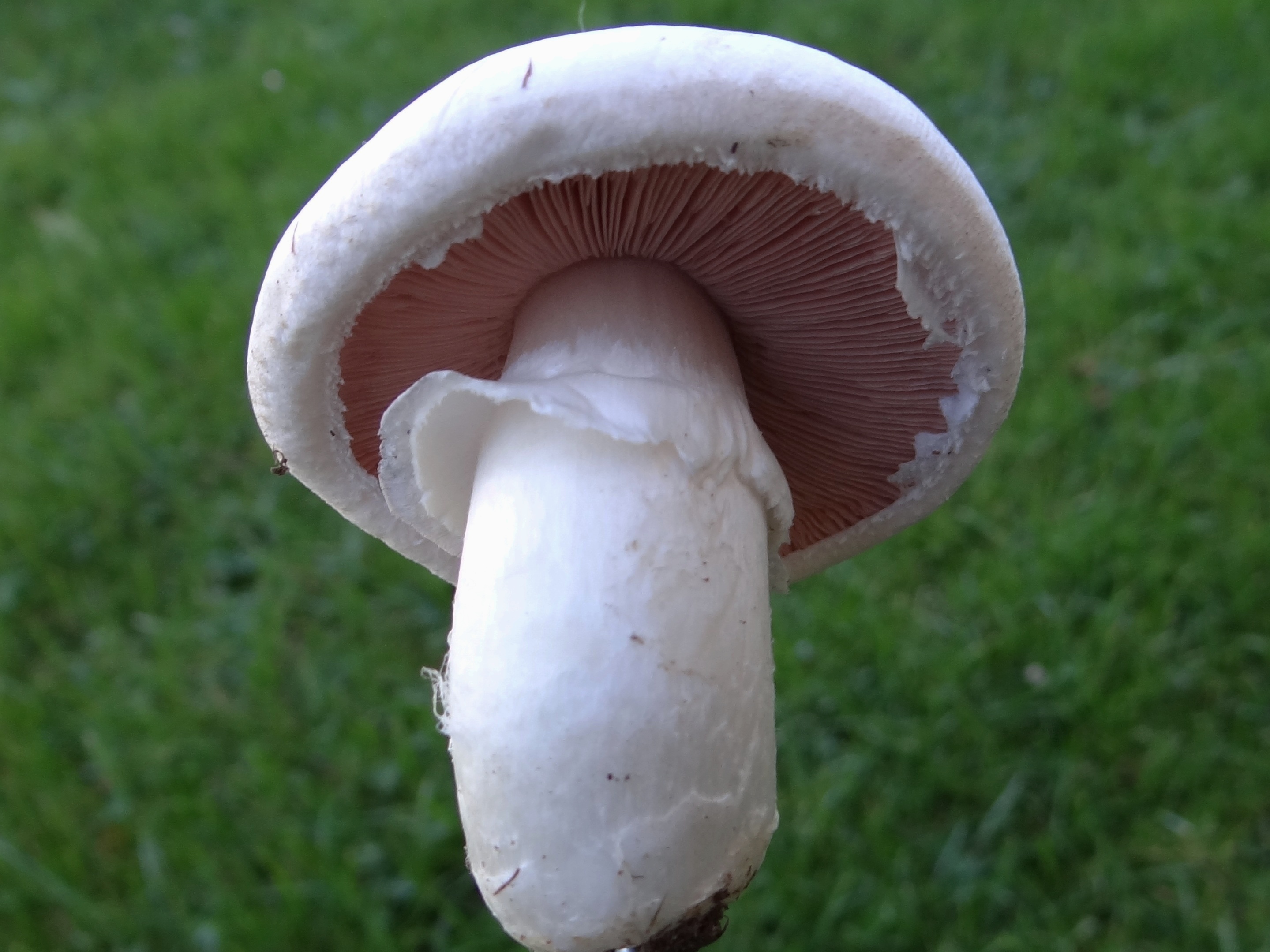 Mushrooms - The Umami Powerhouses (image credits: wikimedia)
