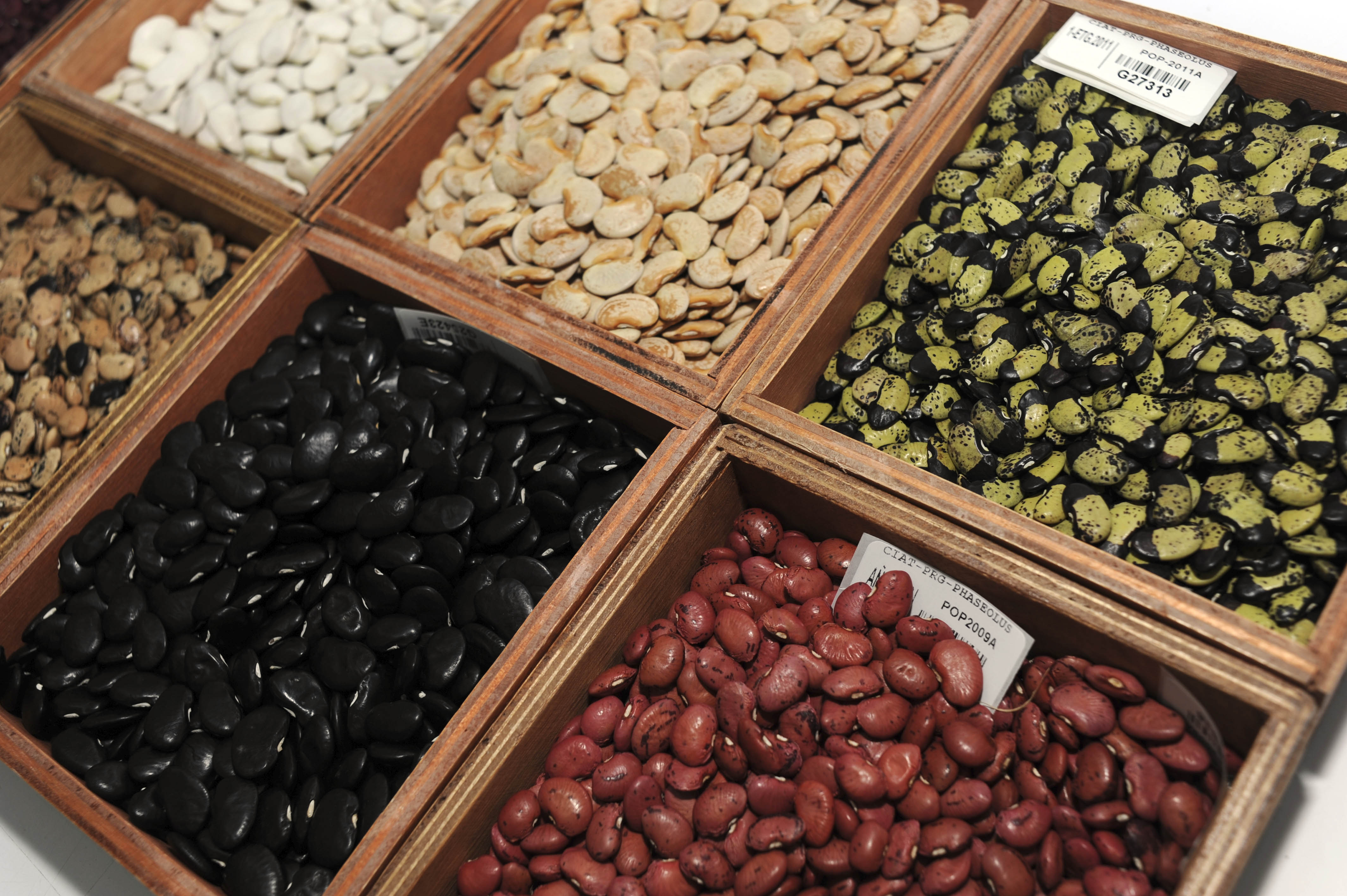 Varieties of Beans: A World of Choices (image credits: wikimedia)