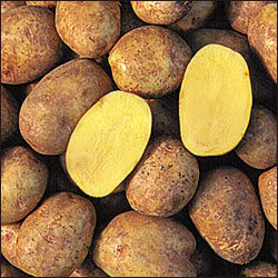 9. Yukon Gold Potatoes (image credits: wikimedia)