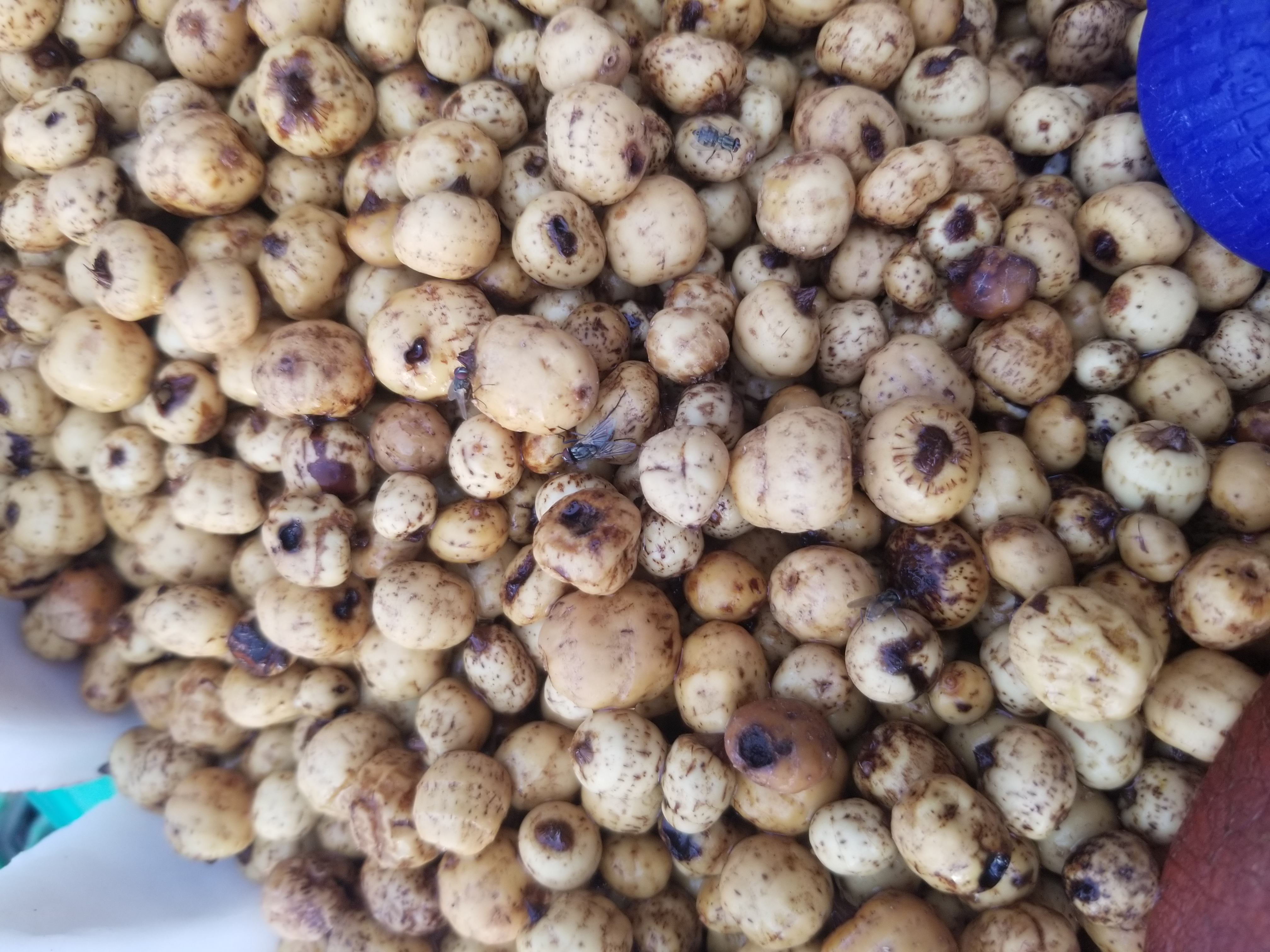 Tigernuts: The Ancient Root Making a Comeback (image credits: wikimedia)