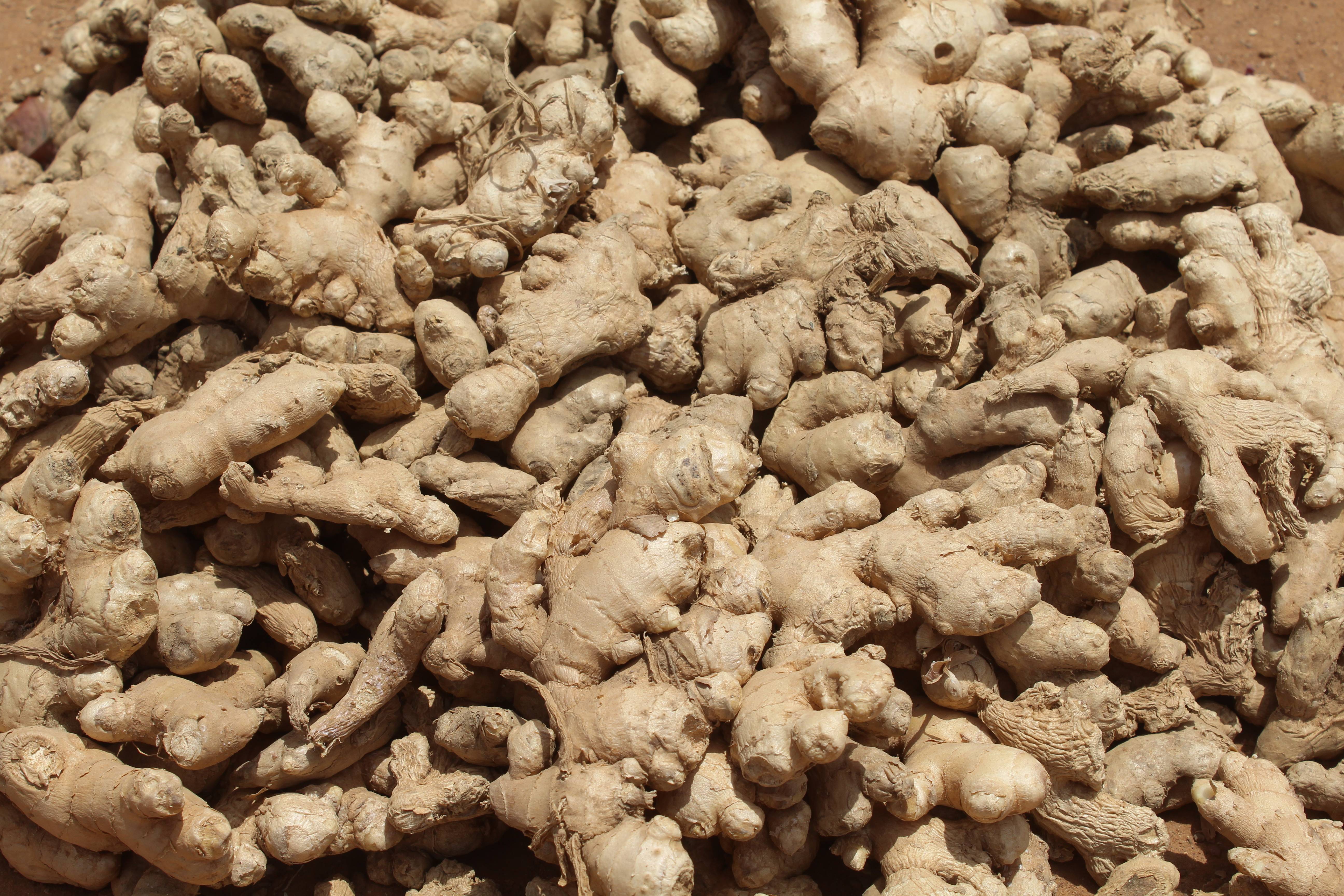 Ginger (image credits: wikimedia)