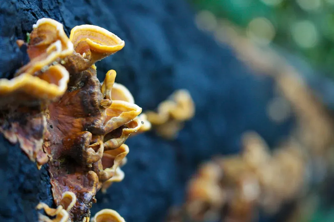 Growing Habitats on the Moon and Mars from Fungi (Image Credits: Unsplash)