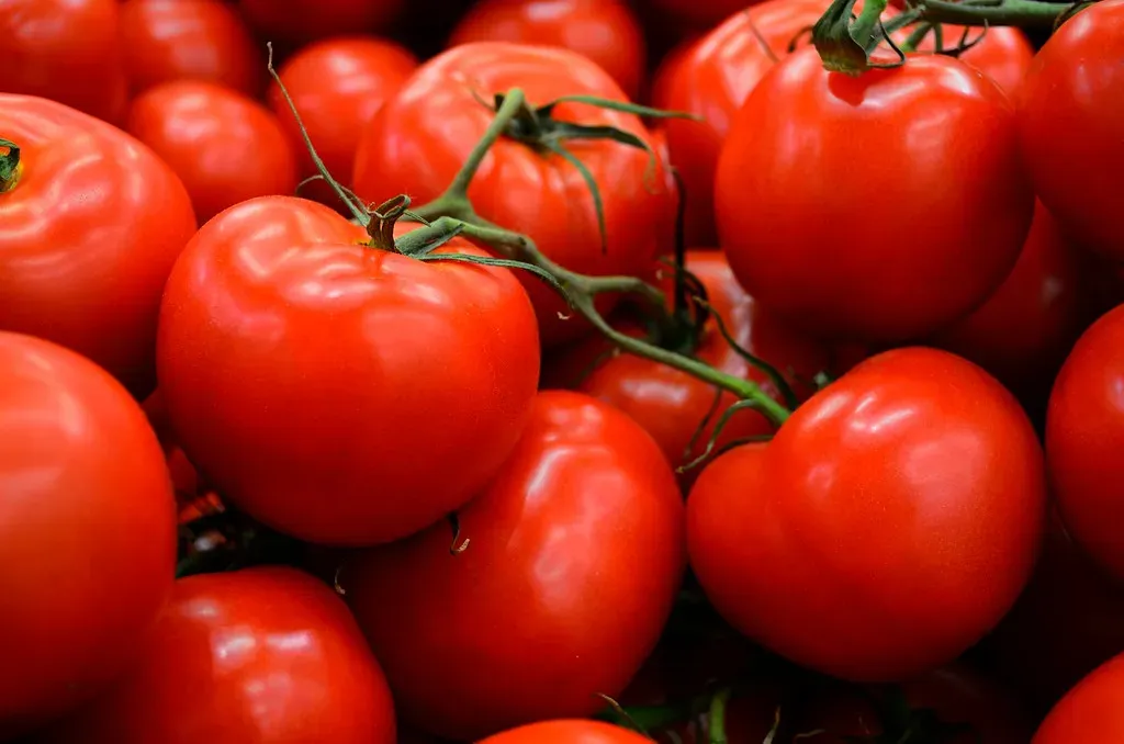 Tomatoes Bred for Shipping, Not Flavor (Image Credits: Flickr)