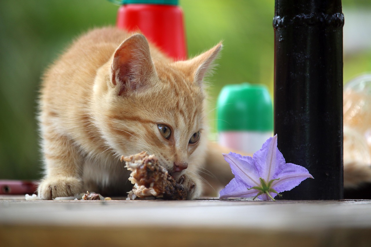 Not Maintaining Feeding Schedules (image credits: pixabay)