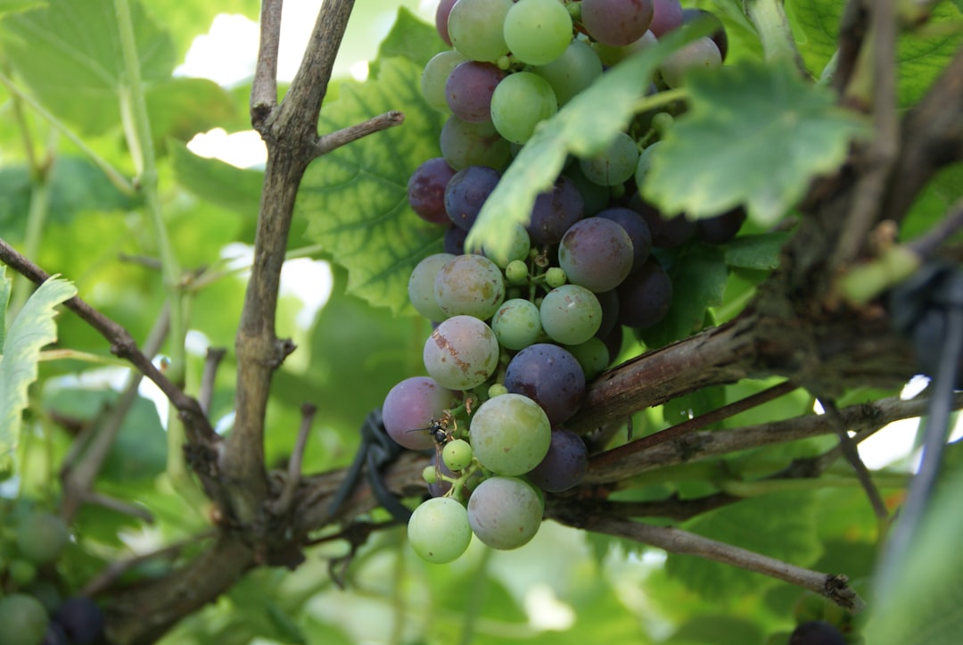 Scientific Evidence Backing Prunes (image credits: unsplash)