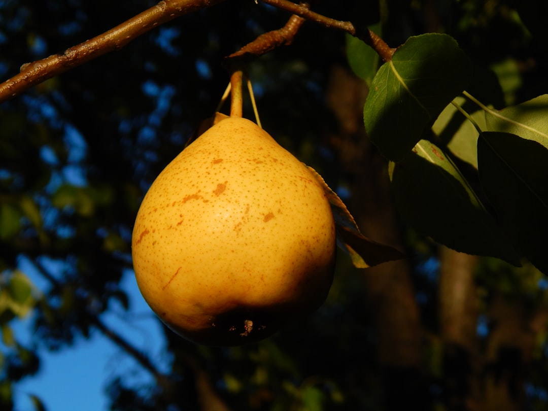 Pears: The Perfect Balance of Juicy and Sweet (image credits: unsplash)