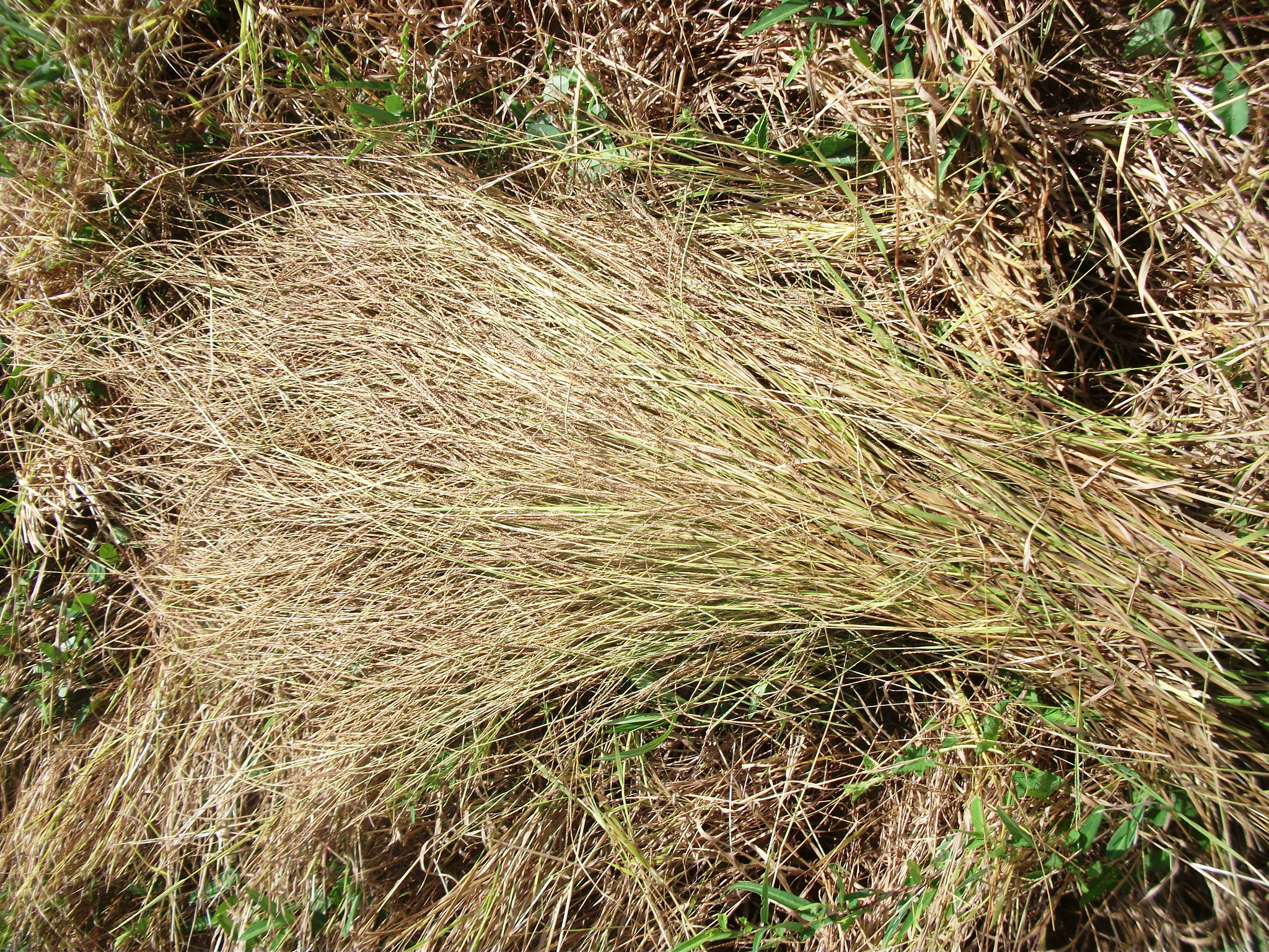 Fonio: West Africa's Best-Kept Secret (Image Credits: Fonio moissonné et entassé au champ
Uploaded by kelson, CC BY 2.0, https://commons.wikimedia.org/w/index.php?curid=25766863)