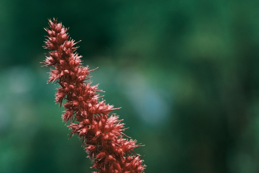 Amaranth: The Ancient Aztec Superfood (image credits: unsplash)
