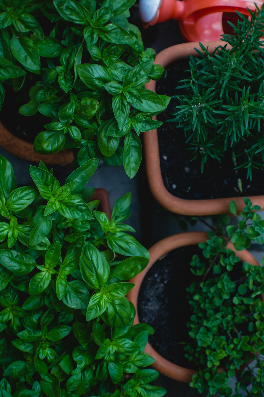 Grow Your Own Herbs and Vegetables (image credits: unsplash)