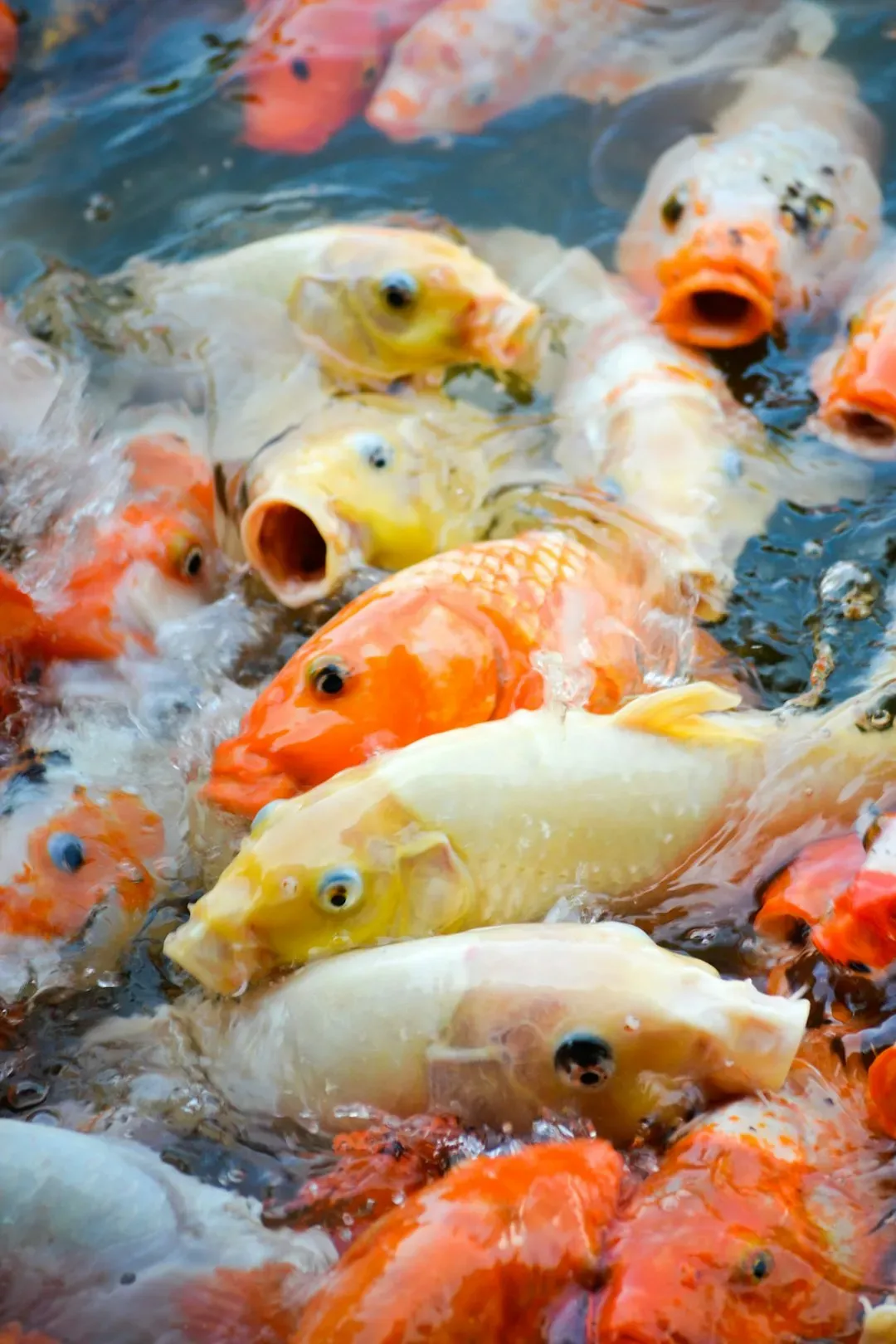 Seafood and Fish (Image Credits: Unsplash)