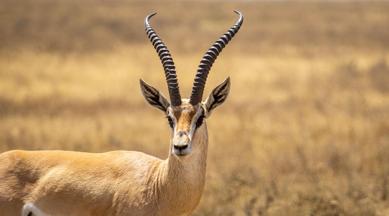 Antelope: The Exotic Choice (image credits: pixabay)