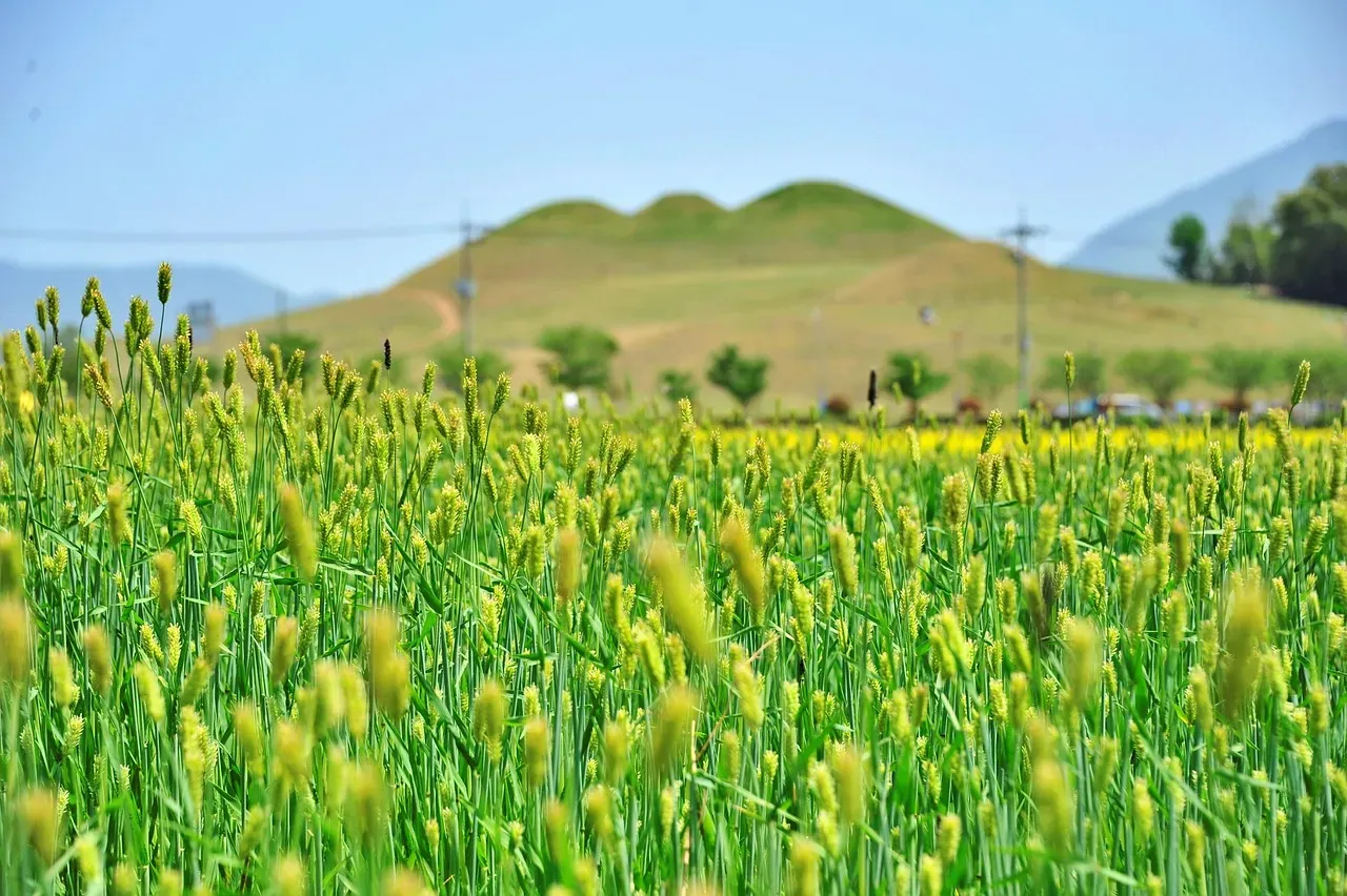 What's Coming Next: The Future of Ancient Grains (Image Credits: Pixabay)
