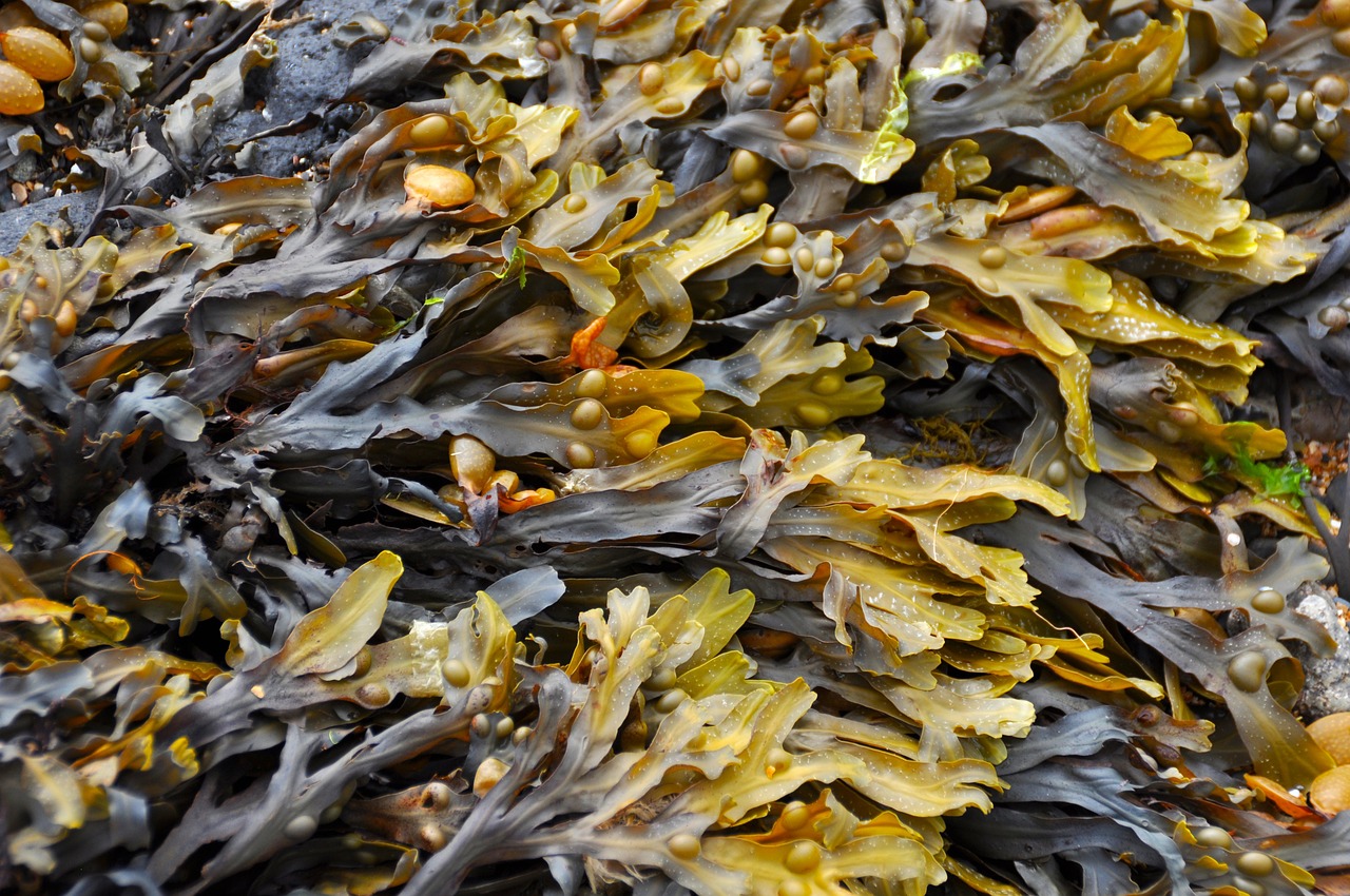 Seaweed (image credits: pixabay)
