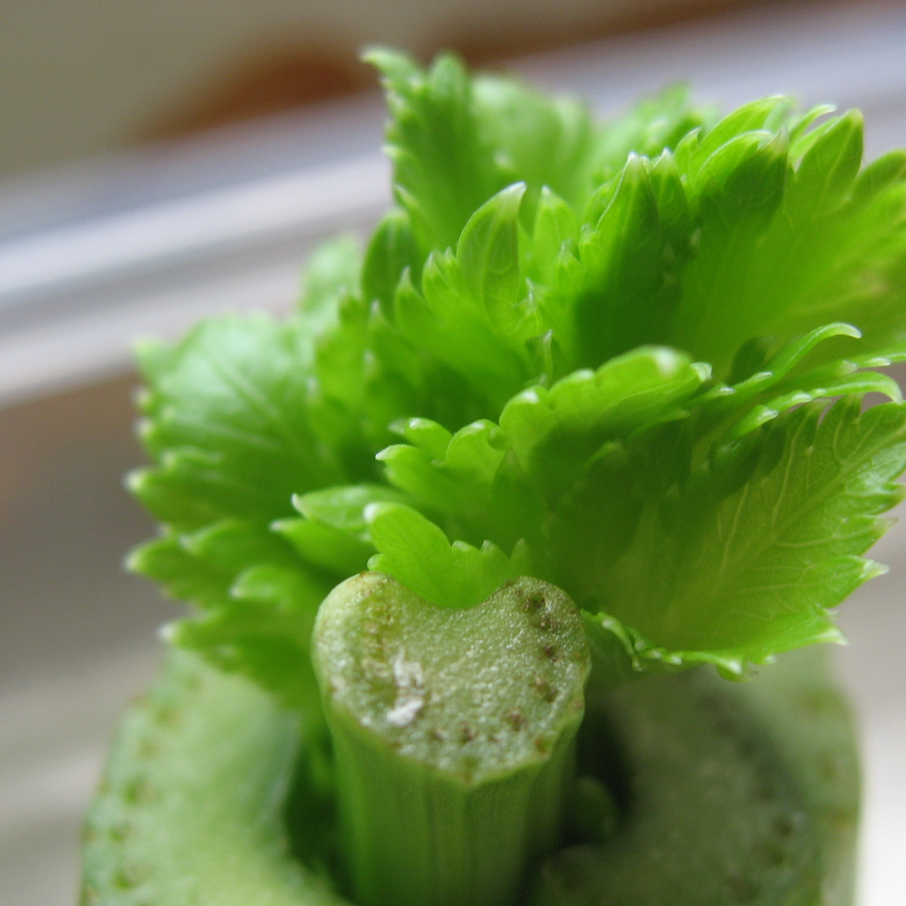 Celery (image credits: wikimedia)