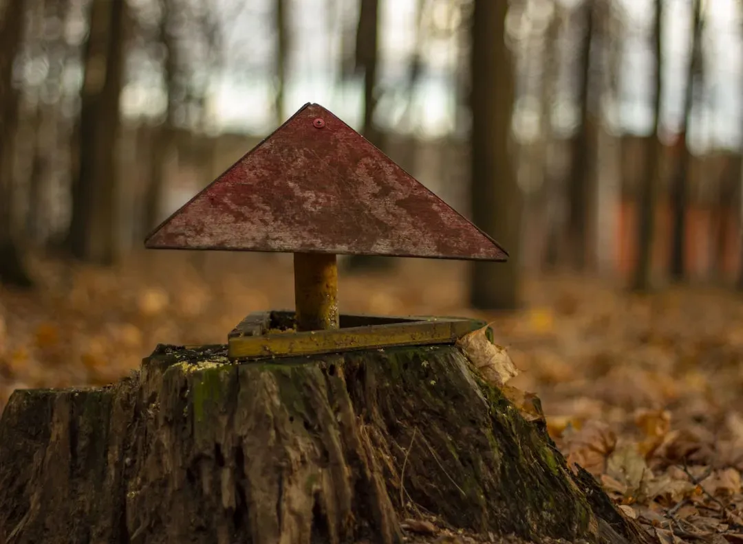 The Chernobyl Connection: A Fungus That Feeds on Radiation (Image Credits: Unsplash)